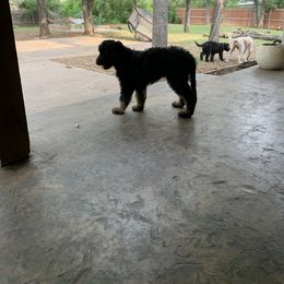 Goldendoodle Puppies from Solis Goldendoodles