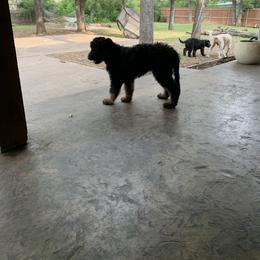 Goldendoodle Puppies from Solis Goldendoodles