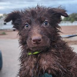 Lilandra - Liver female German Shepherd puppy in Los Lunas, New Mexico from Mali's German Shepherds LLC