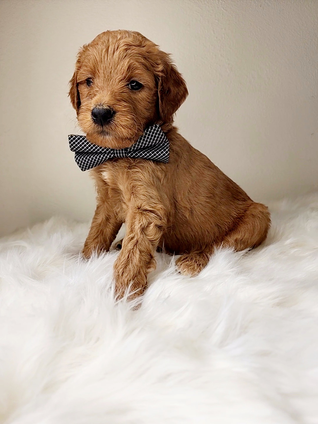 Bernedoodle, Goldendoodle, and Labradoodle Puppies from Only Doodles!