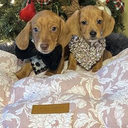 Dachshund puppies from Ace’s Doxies