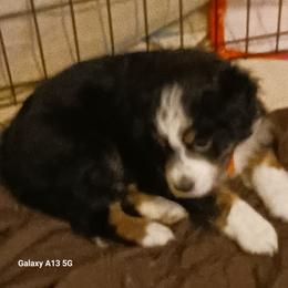 Orange - Black tri male Miniature Australian Shepherd puppy in Middleburg, Florida from Dog Father Kennels