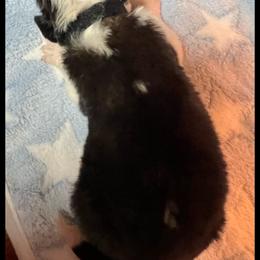 Black Collar - Mahogany and white male Saint Bernard puppy in New Philadelphia, Ohio from Fletchers Saints