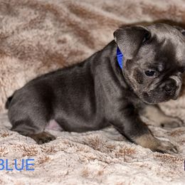 French Bulldog Puppies from Copa Frenchies