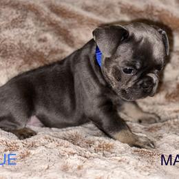 French Bulldog Puppies from Copa Frenchies