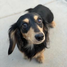 Wesson - Dachshund