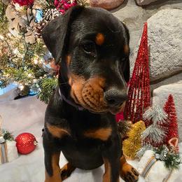 Purple - Black and rust female Doberman Pinscher puppy in Anderson, Indiana from Legendary Kennels
