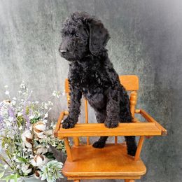 Dilute Retriever and Labradoodle Puppies from Von Bussler Labradoodles & Retrievers