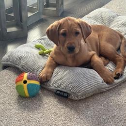 Labrador Retriever puppies from Dan's Labrador Retrievers