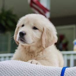 1st pick boy ( Mr. Blue) - Light golden male Golden Retriever puppy in Albany, Kentucky from Castleton Brooks Goldens