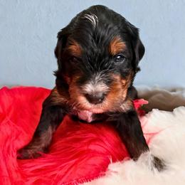 River (green ribbon) - Phantom male Bernedoodle puppy in Fallbrook, California from BFF Bernedoodles