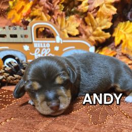 Andy - Chocolate and tan male Dachshund puppy in Blair, Oklahoma from North Fork Doxies-Okla