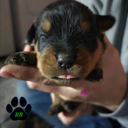 Pink - Black and mahogany female Rottweiler puppy in Tangent, Oregon from Raya's Royals