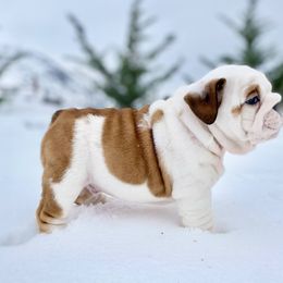 Bulldog Puppies from Fields’ Folly