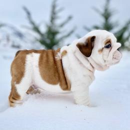 Bulldog Puppies from Fields’ Folly