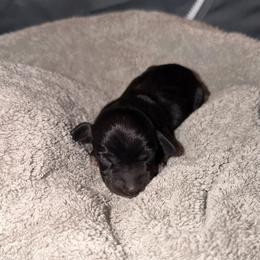 Venus - Black female Dachshund puppy in Los Angeles, California from Dachshunds of the Desert
