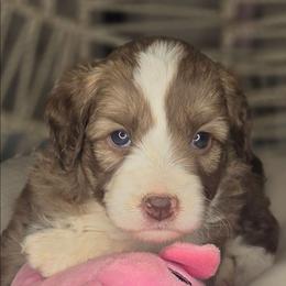 Suzy - Red female Aussiedoodle puppy in Lincoln, California from Pasta Puppies Doodles