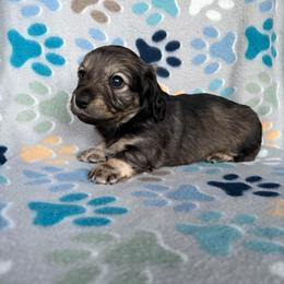 Tilly - Sable female Dachshund puppy in Temple, Texas from Brit’s Doxie Crossing