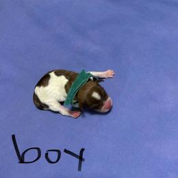 Boy 3 - Parti male Miniature Schnauzer puppy in Dunlap, Tennessee from Beards of Glory