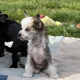 Theo - Slate male Chinese Crested puppy in Springfield, Oregon from Rose’s Chinese Cresteds