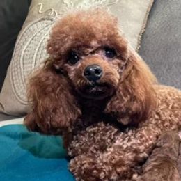 Poodles from Patys Toy Poodles