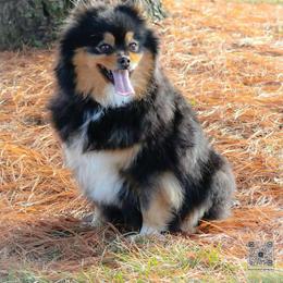 Raven - Pomeranian
