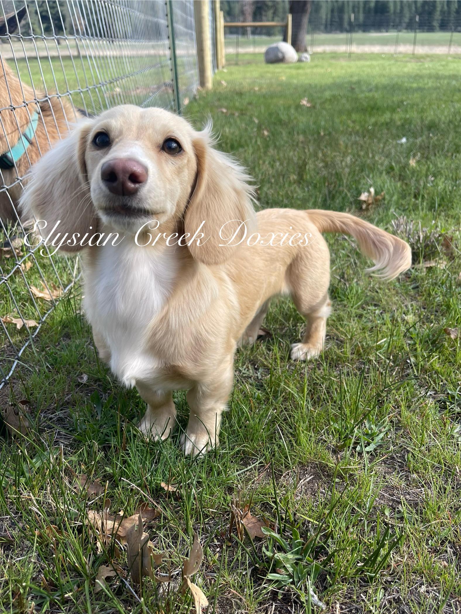 Caspian