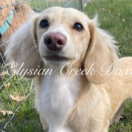 Caspian - Dachshund