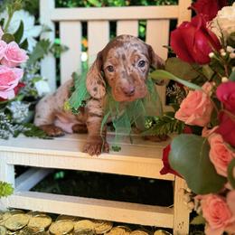 Billie - Dapple male Dachshund puppy in Wills Point, Texas from Duck Creek Farm