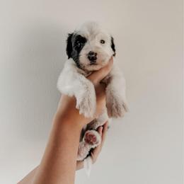 Ross. - Black and white male Sheepadoodle puppy in Wabash, Indiana from DOODCompany
