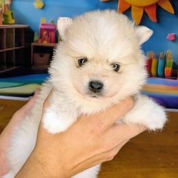 Elsie-2000 - White female Pomsky puppy in Spring Hill, Florida from www.PuppyTimeEmporium.com