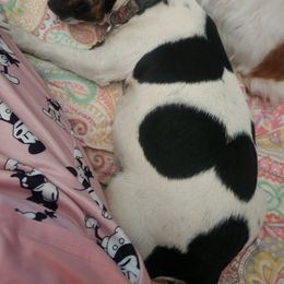 Parson Russell Terrier Puppies from Jumping Jack's Russell Terriers