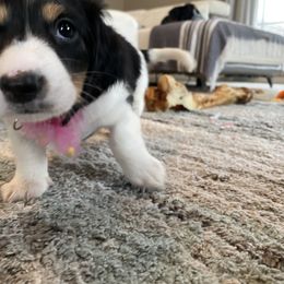 Dachshund Puppies from Meyerhaus (Weenie-Corn Ranch)