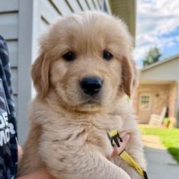 Yellow girl - Golden female Golden Retriever puppy in Macy, Indiana from Macy Golden Meadows