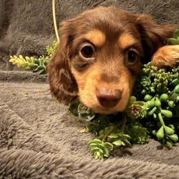 Baby boy 1 - Chocolate and tan male Dachshund puppy in Pontiac, Michigan from Hutch Hounds