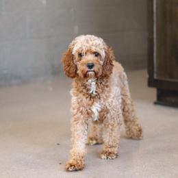 Ruby - Cavapoo