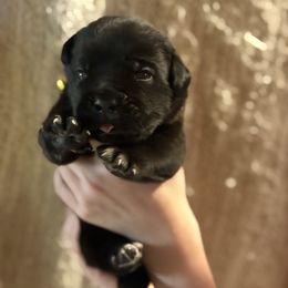 Yellow - Black male Cane Corso puppy in Opelousas, Louisiana from Azelees Cane Corso