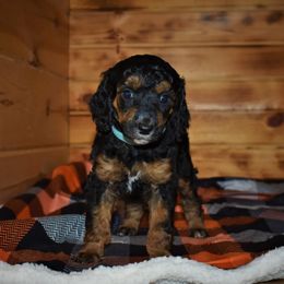 G1 Blue female - Phantom female Poodle puppy in Nelson, Missouri from MD Triple Creek Ranch
