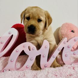 Red Collar - Yellow Labrador Retriever puppy in Somerset, California from Cantina Labs and Cavs