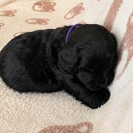 Tango Wool Dew Drop - Black female Australian Labradoodle puppy in Otis, Massachusetts from Tango Wool Labradoodles