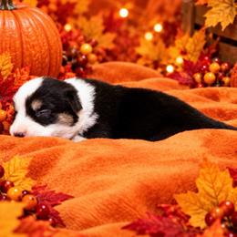 Dolly - Black and white female Cardigan Welsh Corgi puppy in Kerens, West Virginia from Leather & Lace