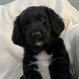 Boy 4: Squid - Black and white Companion Cross puppy in Arlington, Virginia from The Bosun Dog Project