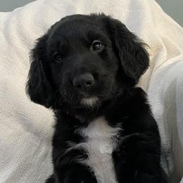 Boy 4: Squid - Black and white Companion Cross puppy in Arlington, Virginia from The Bosun Dog Project
