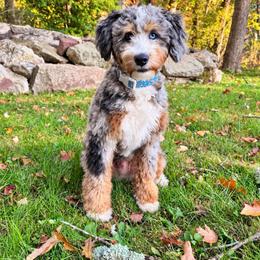 Smokey - Bernedoodle