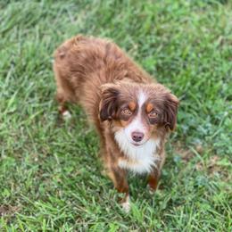 SweetPea - Toy Australian Shepherd