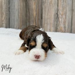 Miley - Brown female Bernedoodle puppy in Wamego, Kansas from Doodles of Oz