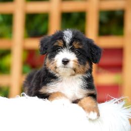 Max - Tri-color male Bernedoodle puppy in Spokane, Washington from Lilac City Doodles