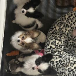 Norwegian Elkhound and Papillon Puppies from Mikanon