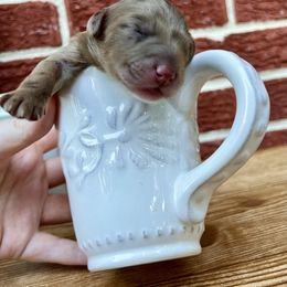 Goldendoodle and Poodle Puppies from SnickerDoodlePups