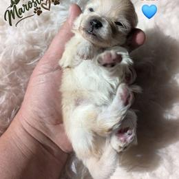 Olly - Cream male Pomeranian puppy in Granby, Colorado from Marostica Paws